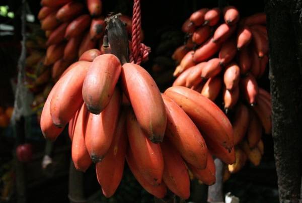 Bukan Api, Ini Si Jago Merah Yang Kaya Manfaat